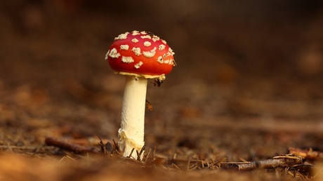 Op een grote paddenstoel....