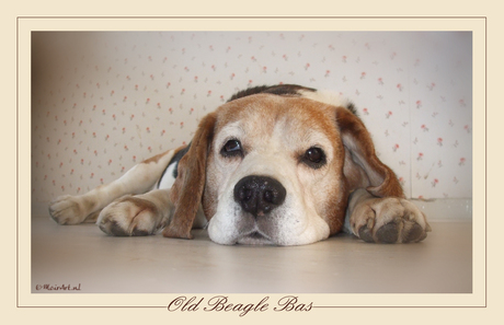Old Beagle Bas