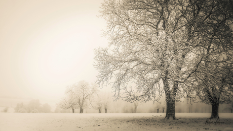 190130 - sneeuw (3. Natuur) - 0010