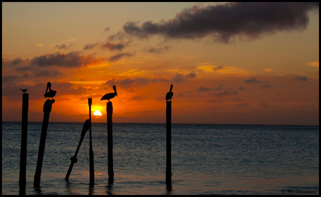 Pelican @ sunset