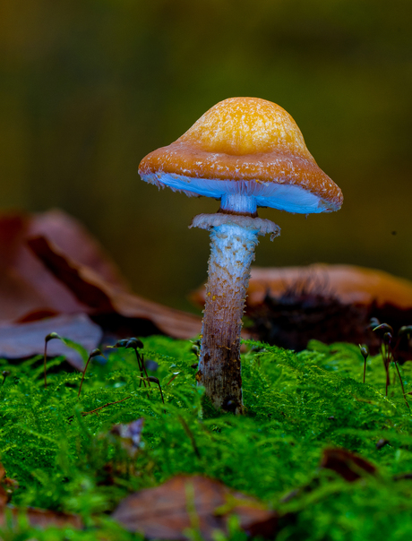 Kleurrijke paddenstoel.