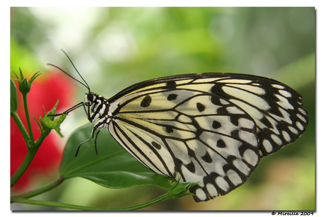 Zwartwitte glas-in-lood-vlinder