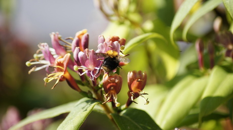 Steenhommel op Kamperfoelie.JPG