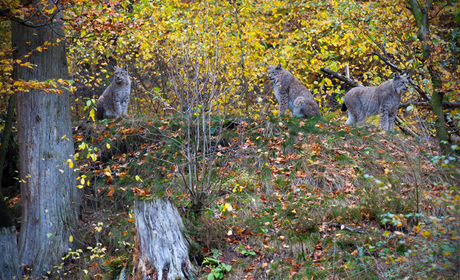 Sauerland-Lynx-2.jpg