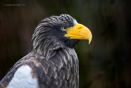 Steller's Sea Eagle / Haliaeetus pelagicus