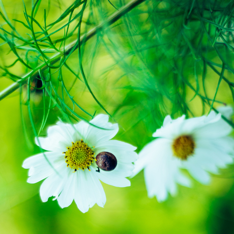 Slakje op een bloem