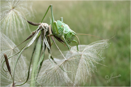 grote groene springer