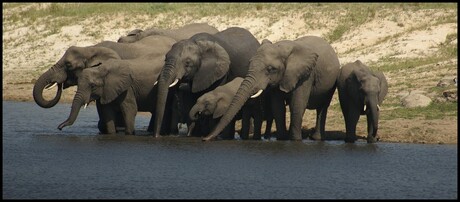 Drinkende olifanten