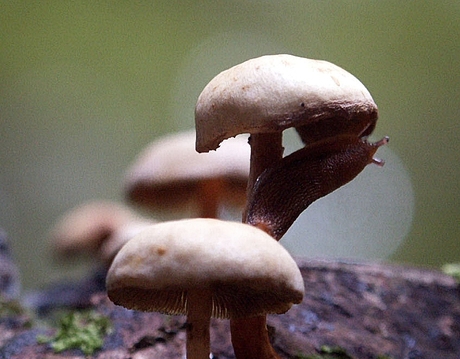 slakje op paddenstoel