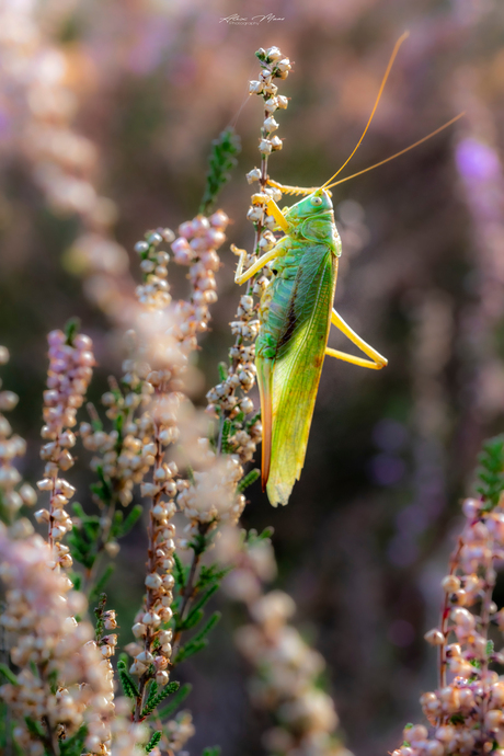 Grasshopper