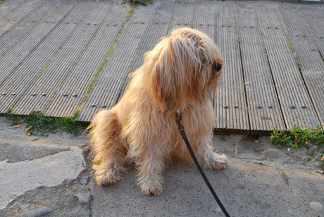 Tibetaanse Terrier aan de kust