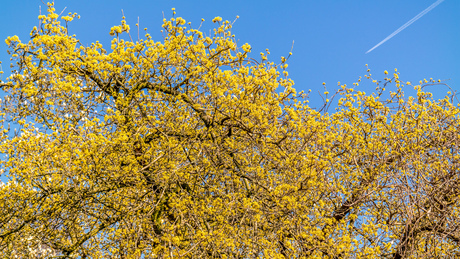 Vroege bloesem in de boom