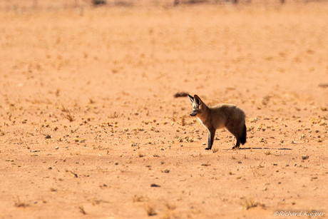 Grootoorvos (Otocyon megalotis)