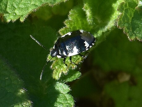 Dovenetelgraafwants - Tritomegas bicolor