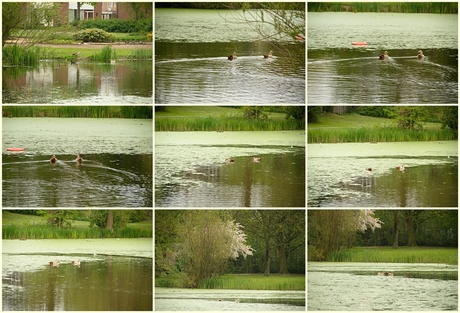 Nijlganzen in park Esterveld, Collage 1.