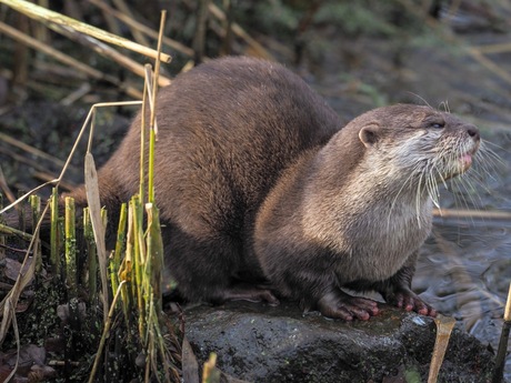 Otter geniet van het zonnetje..