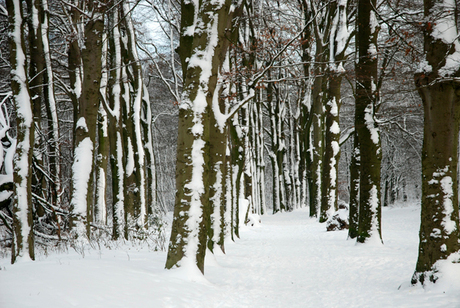 Bomen in het gelid