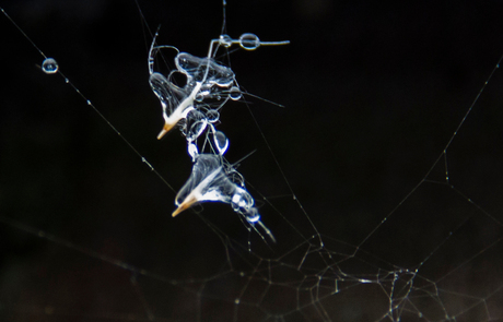 spinnenweb in de ijzel