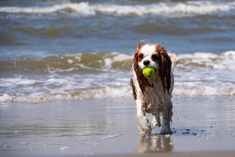 Mila aan zee