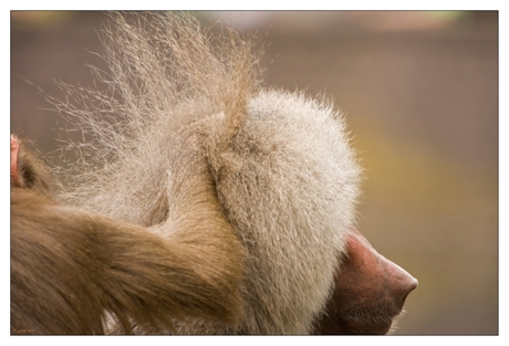 Bad hair day....