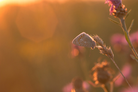 lovely sunset