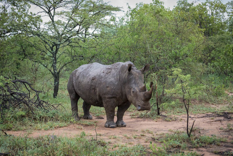 Witte neushoorn