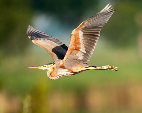 Puperreiger in de vlucht