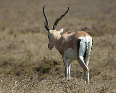 Grand Gazelle