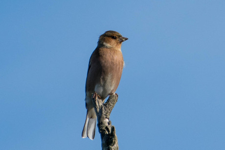 Vink