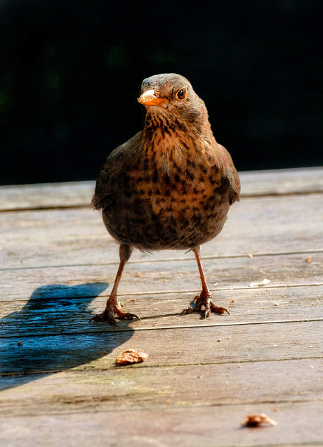 Merel in de tuin