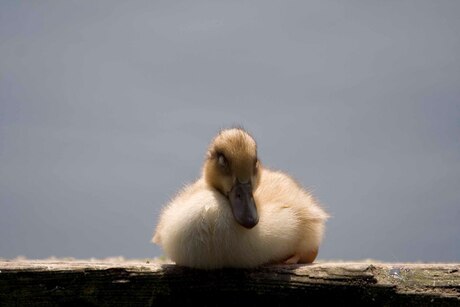Jong klein eendje