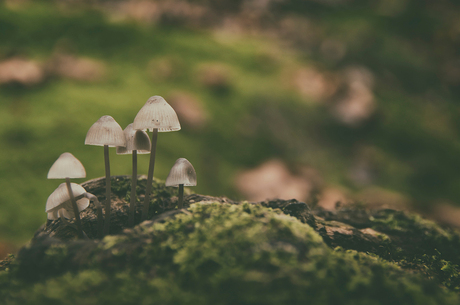 Dreamy mushrooms