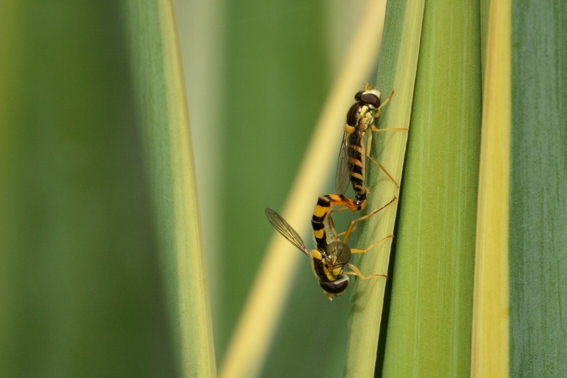 Sex in de tuin - foto van faberjel - Natuur - Zoom.nl