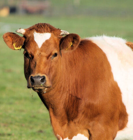 Just a cow