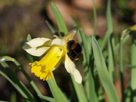 Bij op bloem