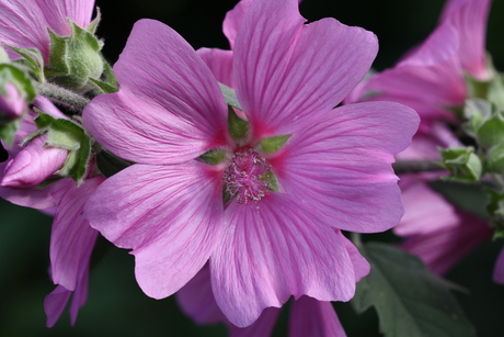 lavatera bloem