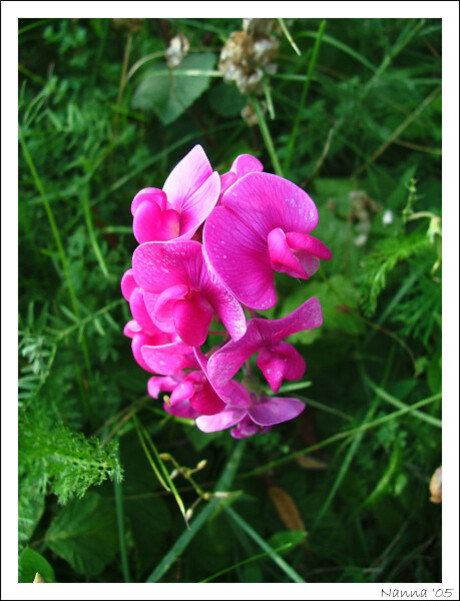 Lathyrus