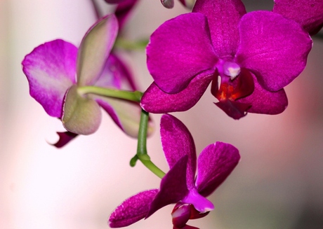 orchidee