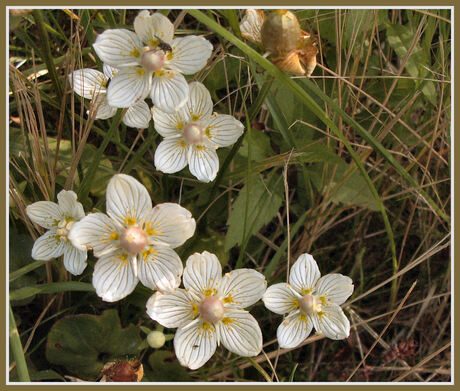 Wilde bloem