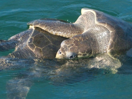 parende schildpadden costa rica