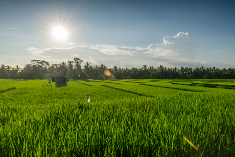 Ubud ricefield