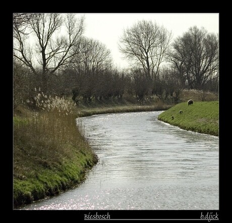 In de Biesbosch...