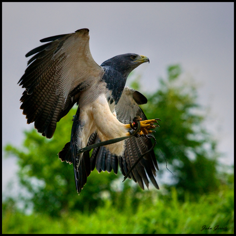 Blauwe buizerd