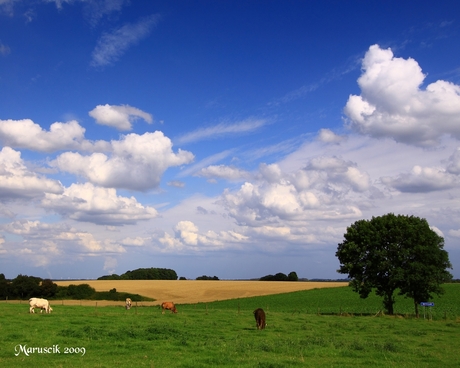 Limburgs landschap
