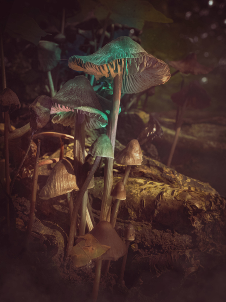 Herfst paddenstoel