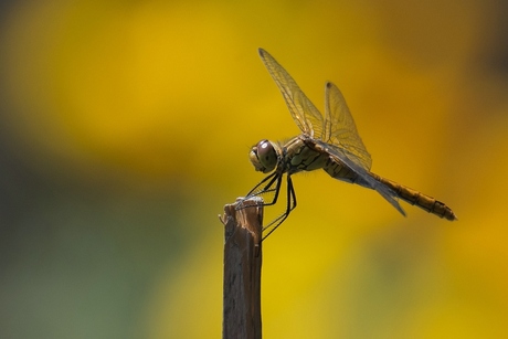 Steenrode heidelibel