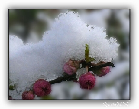 Roosjes in de sneeuw 2
