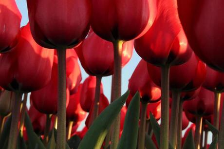 Een bos tulpen