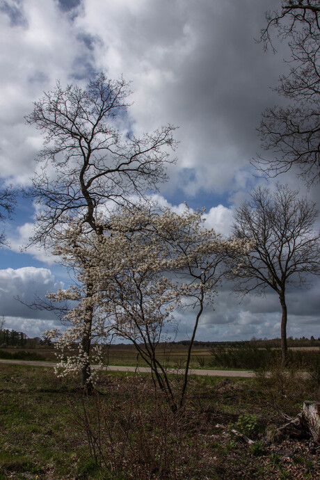 bloeiende bomen