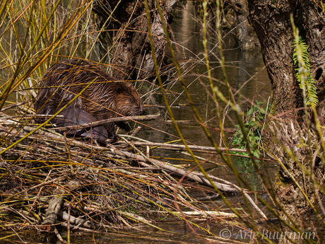 Bever op zijn Burcht kopie 9027